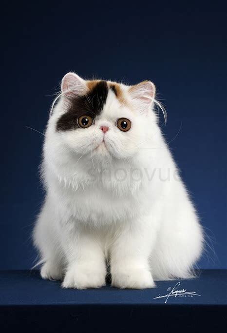 波斯猫怎么养,教你正确饲养波斯猫