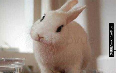 兔子怎么养才不臭