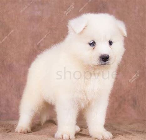 幼犬萨摩耶怎么养好