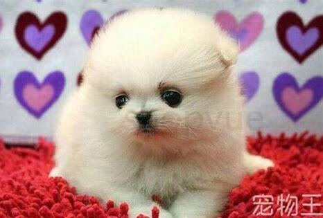 怎么养茶杯犬