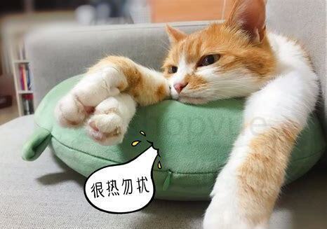 家里养猫如何养,养猫怎么养