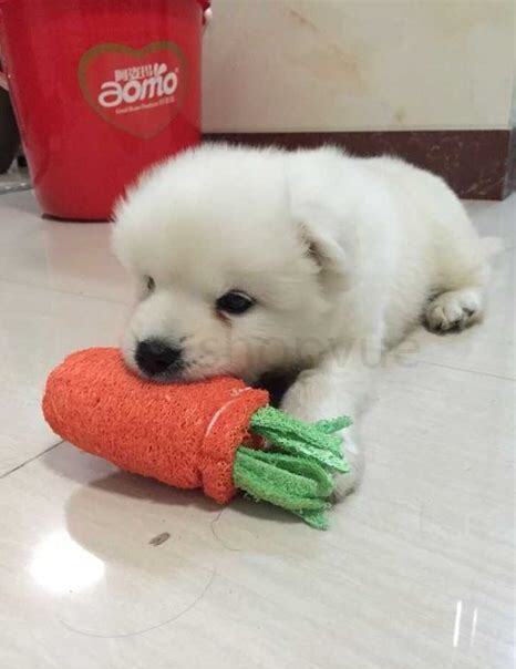 萨摩怎么养好