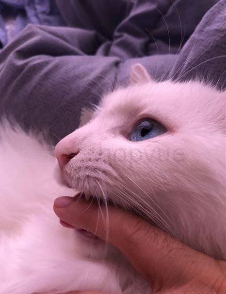 猫狮怎么养