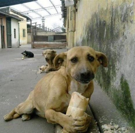 流浪猫怎么养