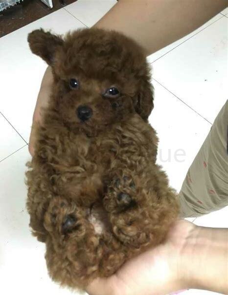 一个多月泰迪怎么养