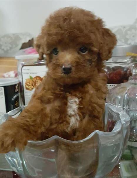 泰迪三个月怎么养活