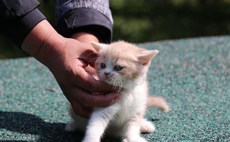 养英短猫十大禁忌