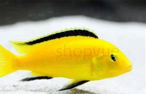 王子鱼怎么养