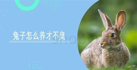 夏天怎么养兔子不臭