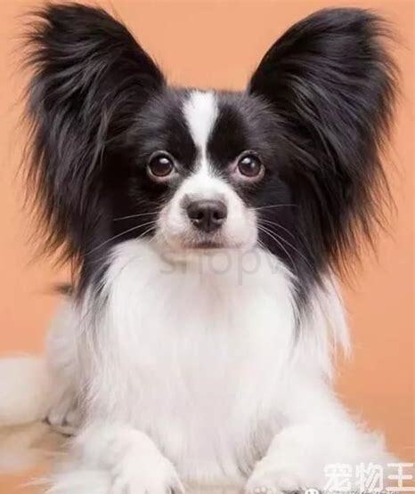 蝴蝶犬怎么养