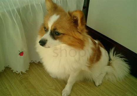 怎么养蝴蝶犬