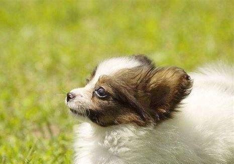怎么养蝴蝶犬