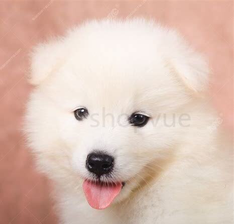 幼犬萨摩耶犬怎么养活