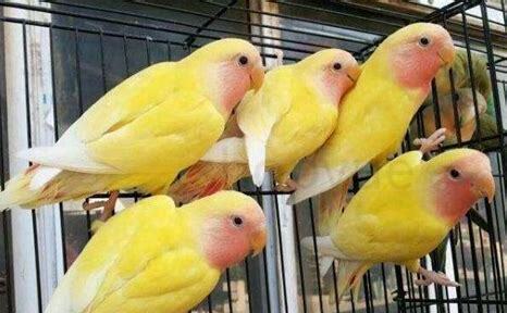 鹦鹉雏鸟怎么养