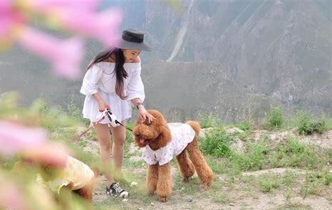 巨贵犬怎么养