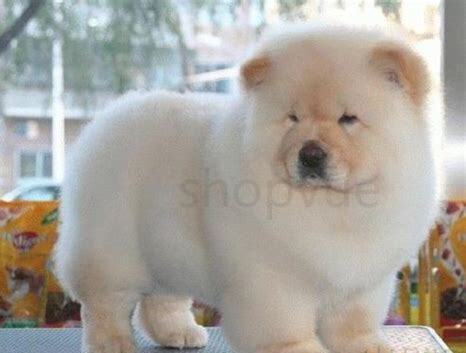 怎么养松狮犬