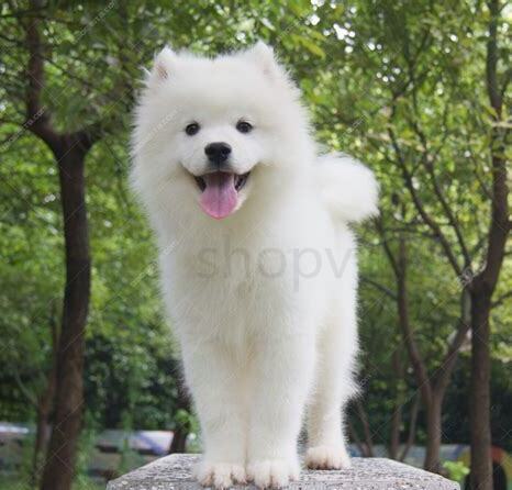 幼犬萨摩耶犬怎么养