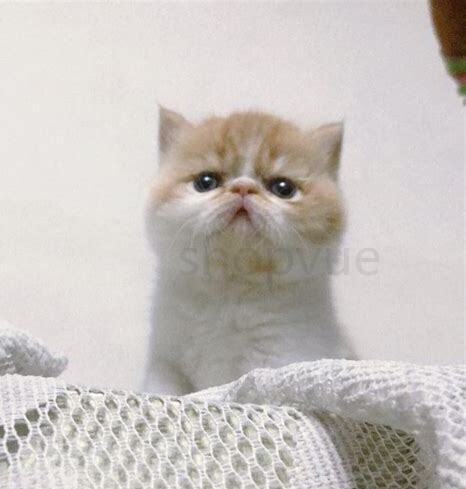 猫怎么散养