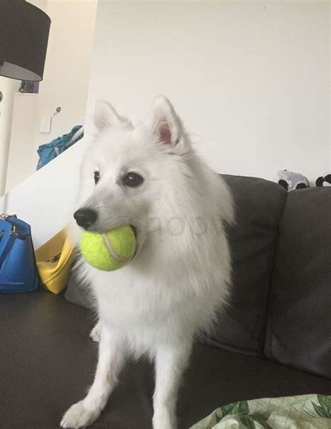 金毛犬怎么养
