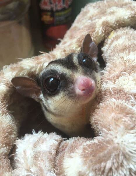 鼯鼠怎么饲养