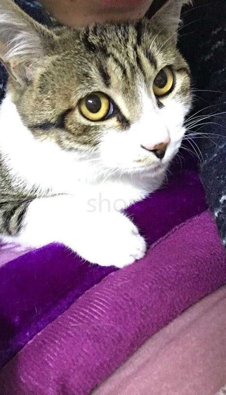 捡到小猫怎么养