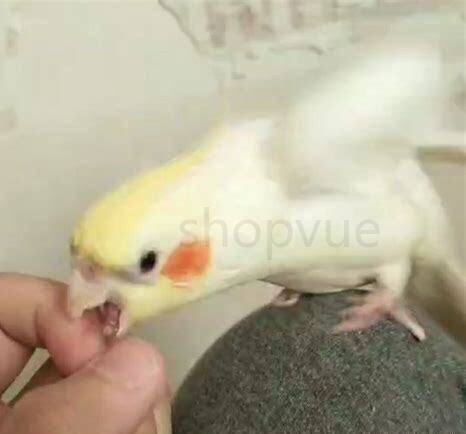 玄凤鹦鹉雏鸟怎么养