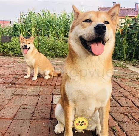 怎么养柴犬