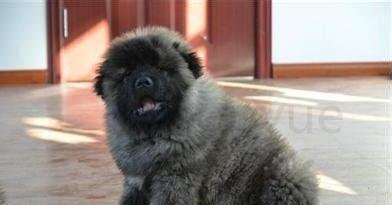 高加索犬怎么养