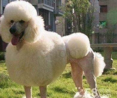 巨贵犬怎么养才养得大