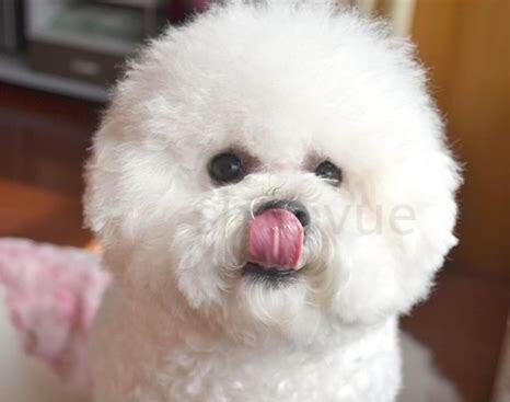 比熊幼犬怎么养