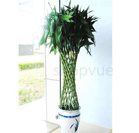 竹笼怎么养绿植