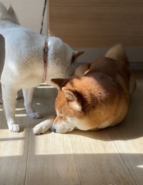 新手怎么养柴犬