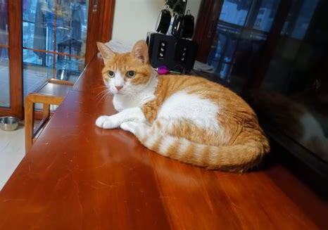 老猫怎么养