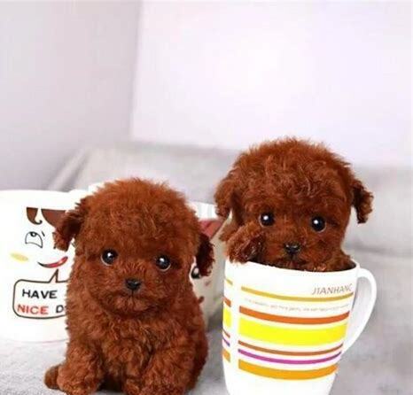 茶杯泰迪怎么养