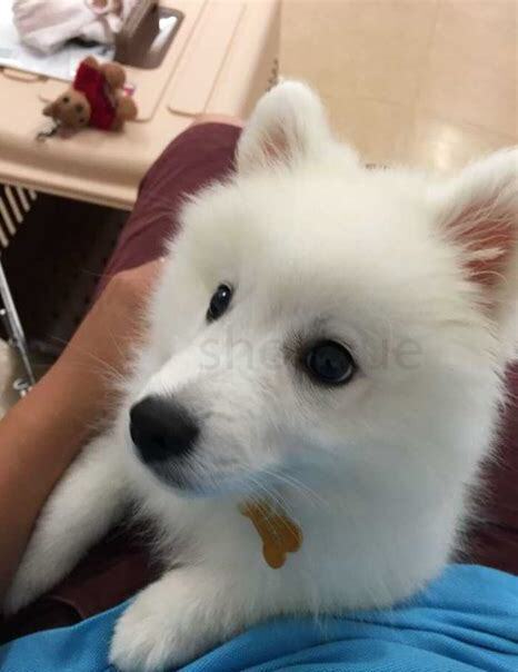 银狐犬怎么养