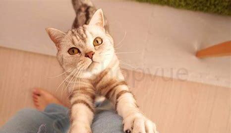 几天的小猫怎么养 几天的小猫怎么养