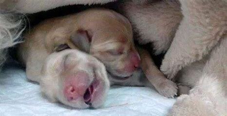 一个月幼犬喂养方法