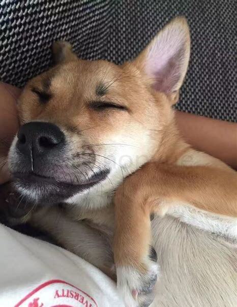 狗狗要怎么养才干净