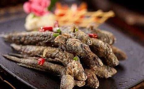 跳跳鱼吃什么食物