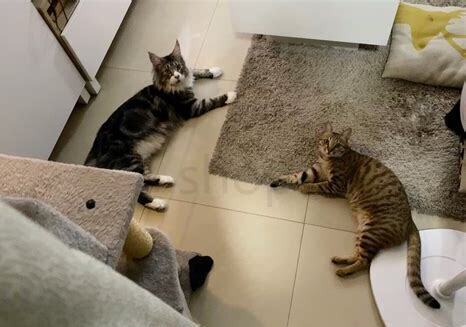 新手怎么养小猫