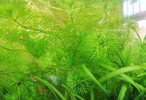 鱼缸里怎么养水草