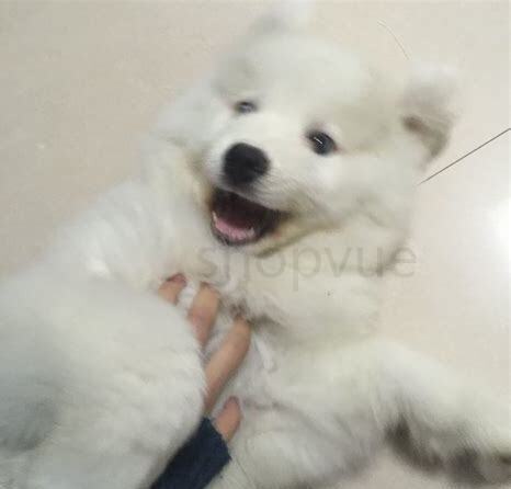 养只狗怎么样