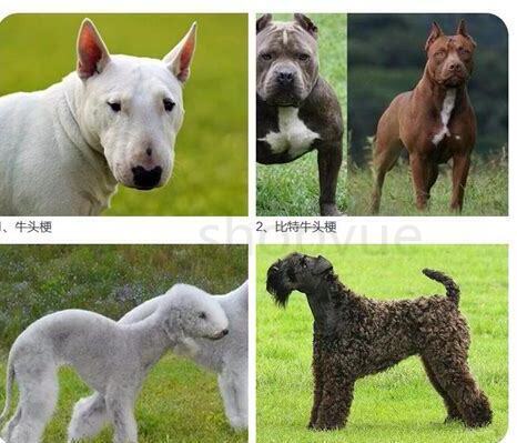 烈性犬饲养