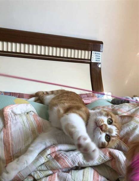 怎么养小土猫