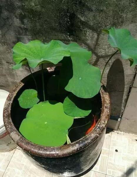 新缸怎么养水