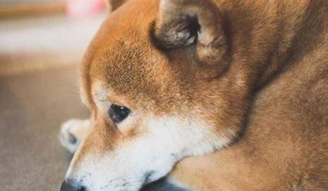 养狗怎么了