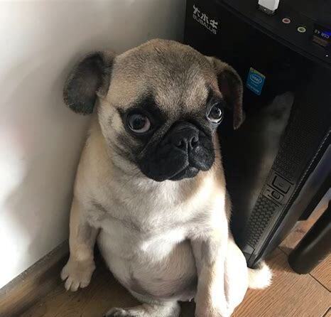 怎么养巴哥犬幼崽