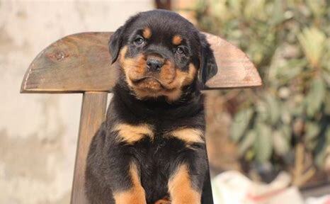 罗威纳犬适合新手养吗