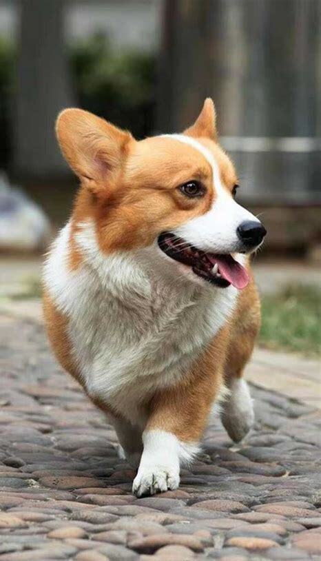 怎么养柯基犬幼崽