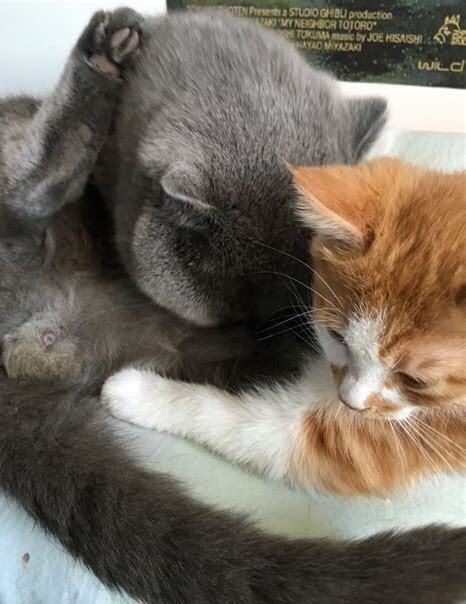 怎么养小土猫视频